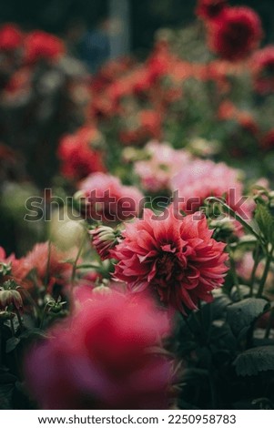 Dahlia plants are a species of bushy plants. It belongs to the family of Asteraceae, which also has sunflowers, daisies, and chrysanthemums. Royalty-Free Stock Photo #2250958783