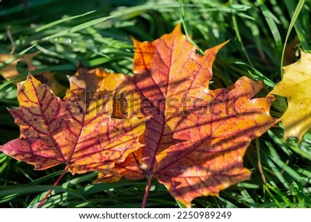 Autumnal colours of fallen maple leaves