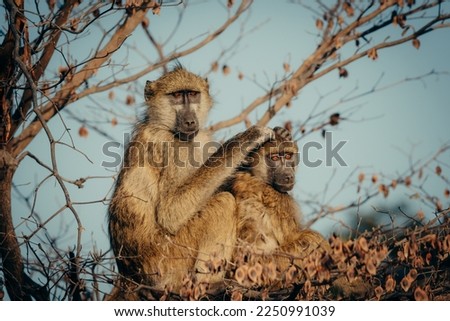Two grooming chacma baboons (Papio ursinus) on a tree at the riverside of Kwando River, Caprivi, Namibia