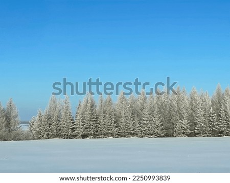 Beautiful winter landscape on a frosty day. Forest in hoarfrost.
