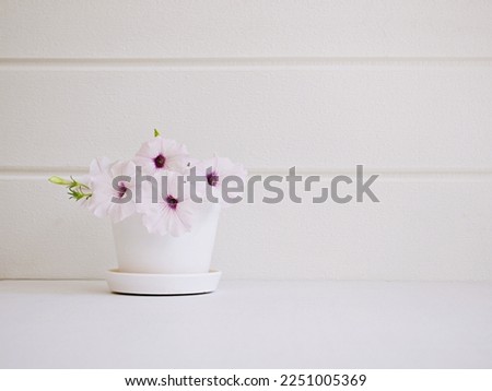 Pink Petunia flowers bouquet in pot on white wood shelf background with white wooden wall ,copy space ,still life ,Women's day or festive background ,Flora home decor ,Ceramic pot as home decoration  