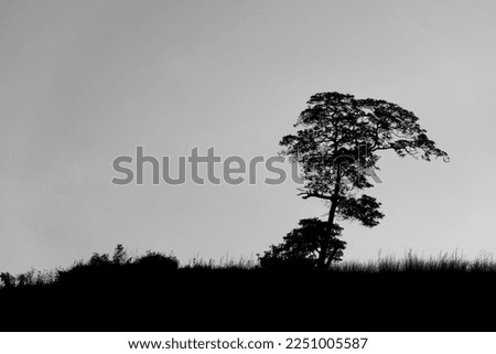Tree silhouetted against mountain on the horizon, clear sky bathed in sunlight.