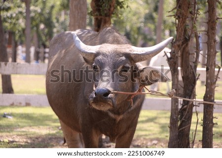 Picture of a large Thai buffalo