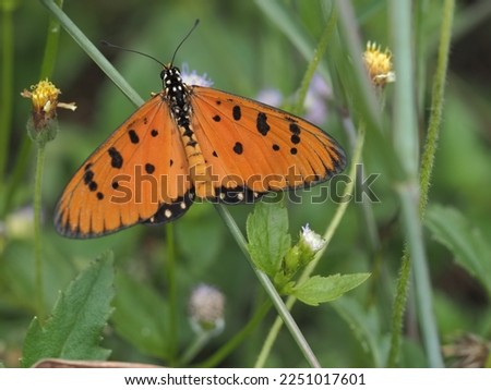 orange butterfly with green leaves. blurry background 