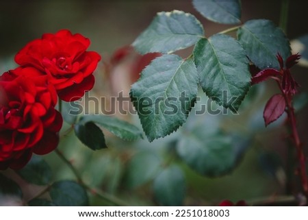 A closeup shot of red roses blooming in a garden