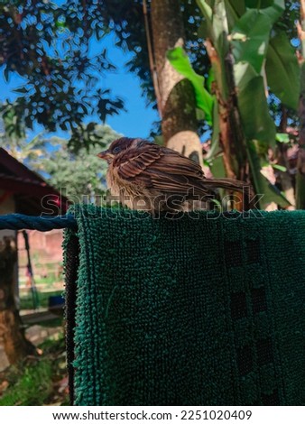 Cute sparrow sitting on the clothesline