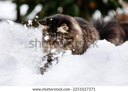 Main Coon Cat snow winter wonderland