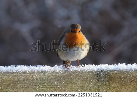 A Robin bird playing in the snow at a Nature Reserve. This photo was taken at Lunt Meadows Nature Reserve in Liverpool, Merseyside.