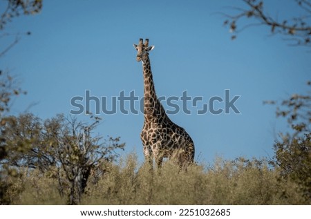 Lone giraffe stands observing in African savannah