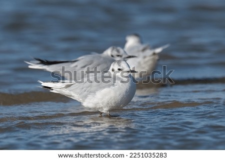 Little gull on shallow water, in morning lights Royalty-Free Stock Photo #2251035283