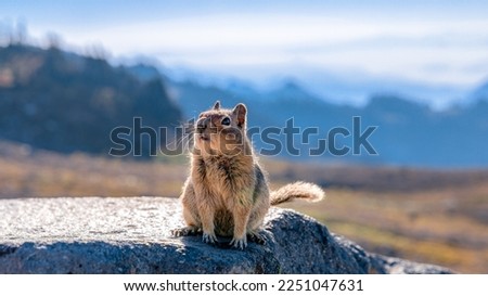 A chipmunk perches on a rock with mountains in the background along the Skyline Trail on Mt Rainier in Washington's Mount Rainier National Park