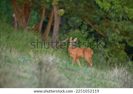 Deer fawn comes out of the forest to graze in the meadow in the early evening