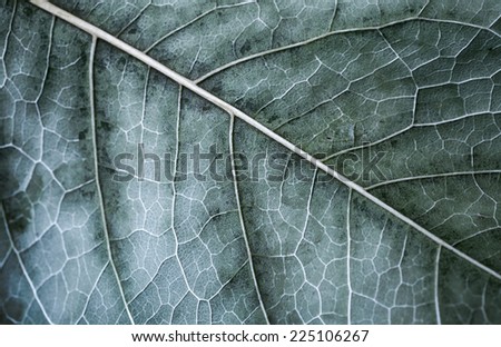 Autumn tree leaf, macro photo with selective focus and cold toned effect