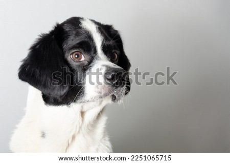 beautiful mongrel dog with black and white spots, an adopted  dog, love for dogs