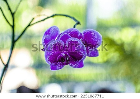 A blooming orchid flower commonly known as the moon orchid or moth orchid (Phalaenopsis amabilis) in purple and white colour, foliage background and blurry natural light