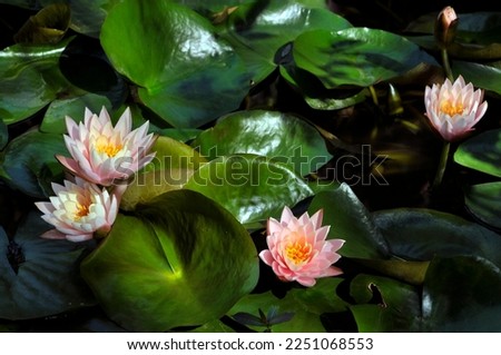 blossoming lotus flowers in pond