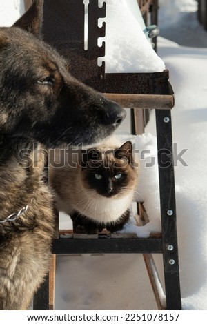 Siamese cat and German shepherd on winter day