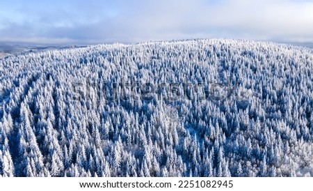 Aerial view of the boreal forest frozen in the cold Royalty-Free Stock Photo #2251082945