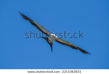 Swallow tailed kite - Elanoides forficatus - in flight with mouth open at camera with blue sky background in North Florida. Close up with great detail