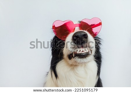 St. Valentine's Day concept. Funny puppy dog border collie in red heart shaped glasses isolated on white background. Lovely dog in love celebrating valentines day. Love lovesick romance postcard Royalty-Free Stock Photo #2251095179