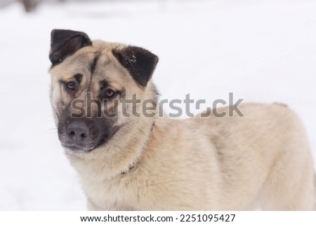 fawn husky dog closeup photo on snowy white background