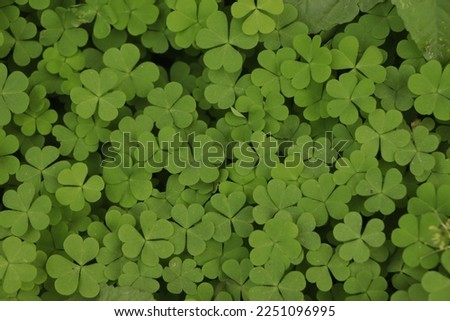 Natural green background with fresh three-leaved shamrocks. St. Patrick's day holiday symbol. Top view. Selective focus.