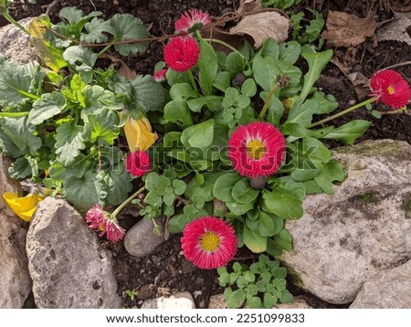 Bright crimson flowers of daisies on the background of the lawn on a warm winter day