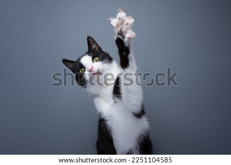 playful tuxedo cat raising paw showing claws on gray background with copy space Royalty-Free Stock Photo #2251104585