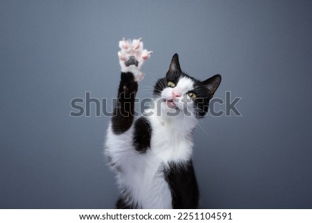 playful tuxedo cat raising paw showing claws on gray background with copy space Royalty-Free Stock Photo #2251104591