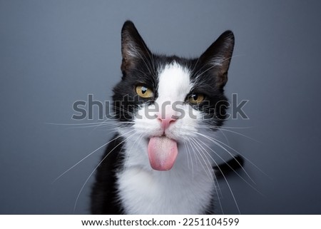 tuxedo cat sticking out tongue, making funny face portrait on gray background with copy space Royalty-Free Stock Photo #2251104599