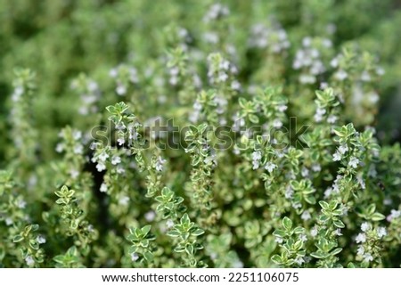 Silver QueenThyme small flowers - Latin name - Thymus x citriodorus Silver Queen Royalty-Free Stock Photo #2251106075