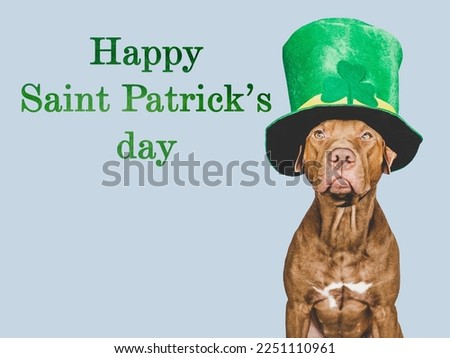 Happy St. Patrick's Day. Lovable, pretty puppy and a bright green leprechaun hat. Closeup, studio photo. Congratulations for family, loved ones, relatives, friends and colleagues. Pet care concept
