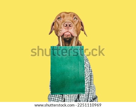 Lovable, pretty puppy holding a shopping bag. Sales preparation. Closeup, indoors. Day light, studio shot. Isolated background.  Concept of care, education and raising pet