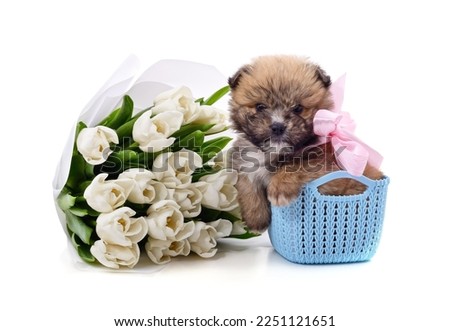 Puppy in basket with a bouquet of tulips isolated on a white background.