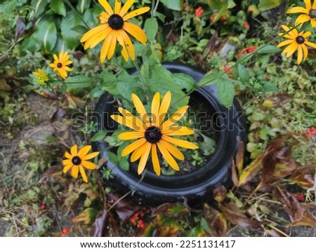 Lviv. Pleasure. Background. Nature. Screensaver. Spring. Photo on brown, gray and green colors. 2022. Summer. Ukraine. Flowerbed. Ukrainian. Yellow flowers among tires. Green grass.