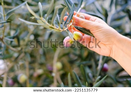 Farmer is harvesting and picking olives, agricultural olive harvest season concept. Aegean or mediterranean traditional vegan breakfast food.