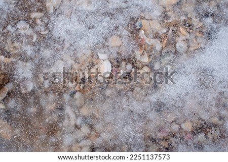 Texture of seashells in ice. Seashore close up