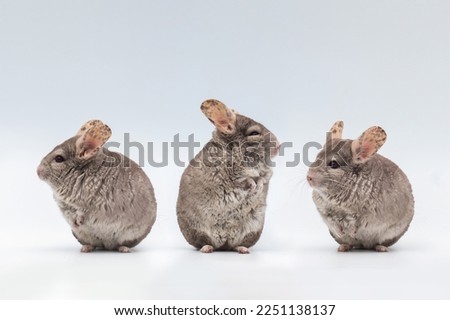 Three chinchillas isolated on white background. Pets rodents animals. Emotions 3 chinchillas. Royalty-Free Stock Photo #2251138137