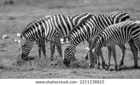 Zebra in serengeti, tarangire and Ngoro Ngoro