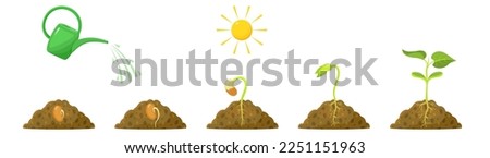 Germination of sprout from seed. Living conditions of bean seedling. Watering and sun for plant development. Royalty-Free Stock Photo #2251151963
