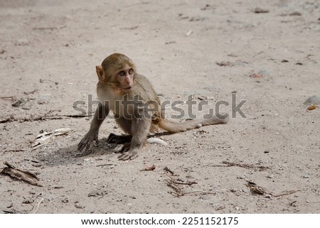 Baby monkey in the wild. Vietnam. Monkey Island. Nha Trang.