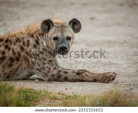 Hyena in tanzania serengeti park