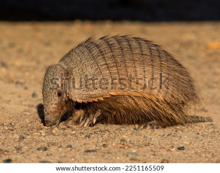 curious armadillo that approached sniffing in search of food