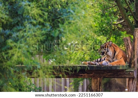 The tiger is resting. Background with selective focus and copy space for text