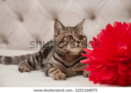 tabby kitten on the bed next to the red pompom