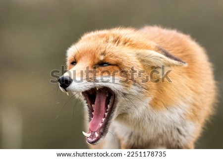 Close Up of A Red Fox Screaming