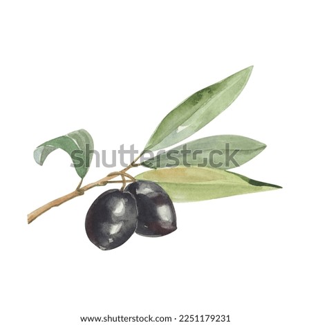 Watercolor illustration of realistic olive branch with leaves and black olives isolated on white. 