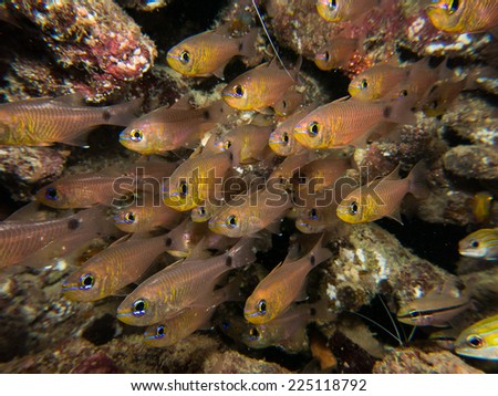 A school of glassfish. Macro shot. Detai. Micronesia, Yap, Pacific ocean