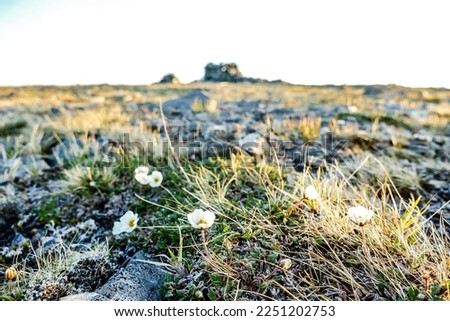 flowers in the mountains, beautiful photo digital picture