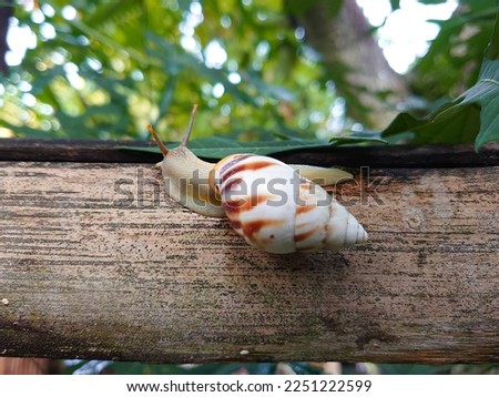 a snail clinging to weathered bamboo sticks